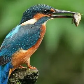 Pájaro Informática