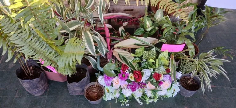 Plantas Ornamentales Varias