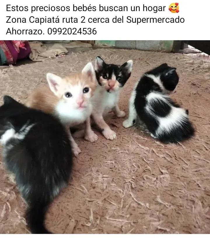 Gatitos buscan Hogar Responsable