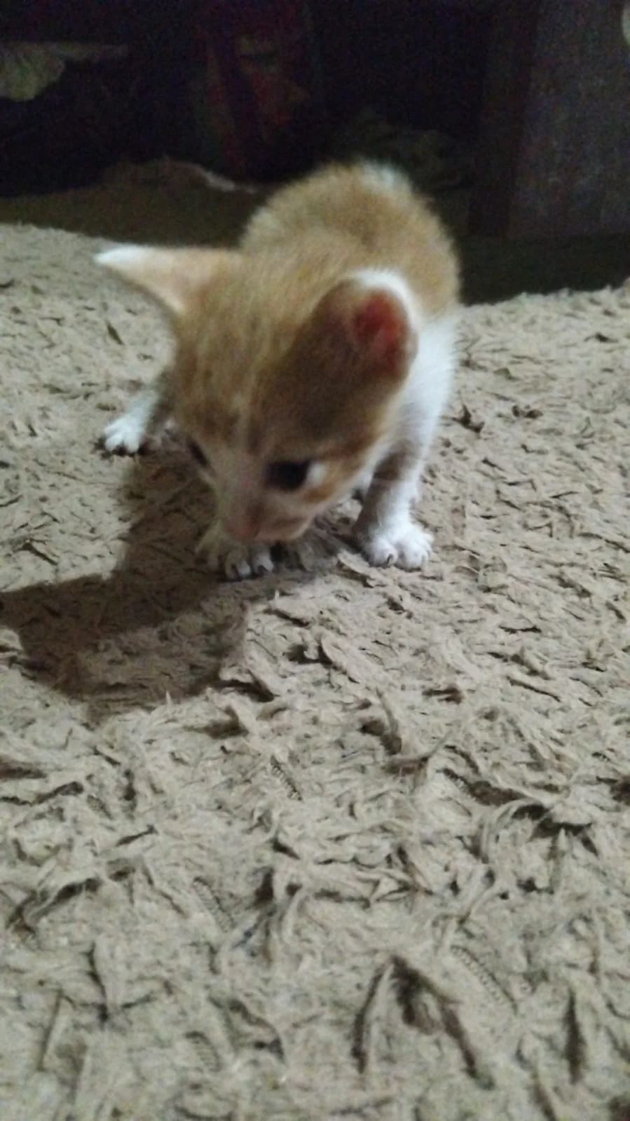 Gatitos en adopción responsable - 3