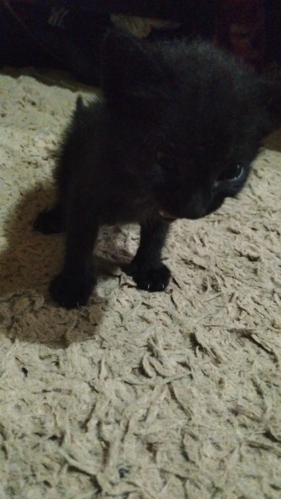 Gatitos en adopción responsable - 4