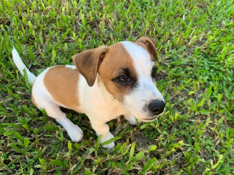 Cachorritos Jack Russell Terrier - 1