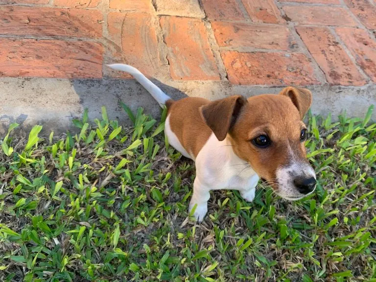 Cachorritos Jack Russell Terrier - 2