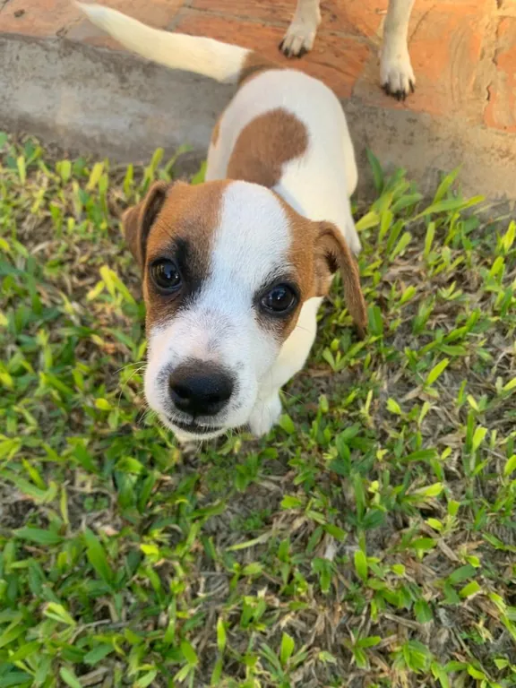 Cachorritos Jack Russell Terrier - 4