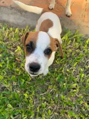 Cachorritos Jack Russell Terrier - 4
