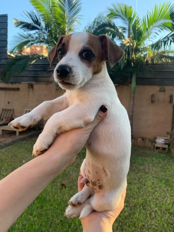 Cachorritos Jack Russell Terrier - 5