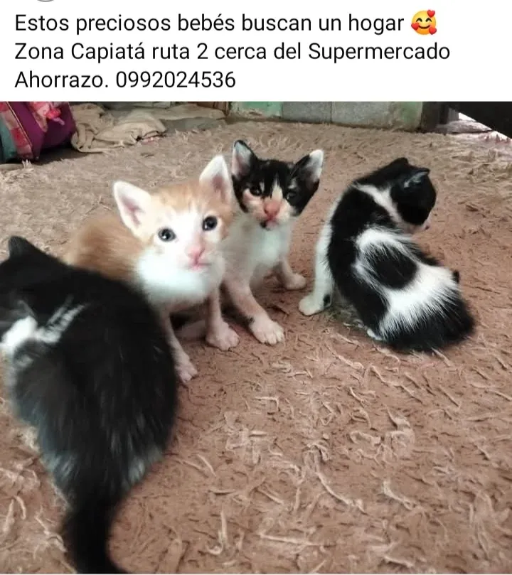 Gatitos Bebés buscan Hogar ❤️
