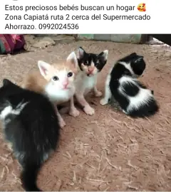 Gatitos Bebés buscan Hogar ❤️