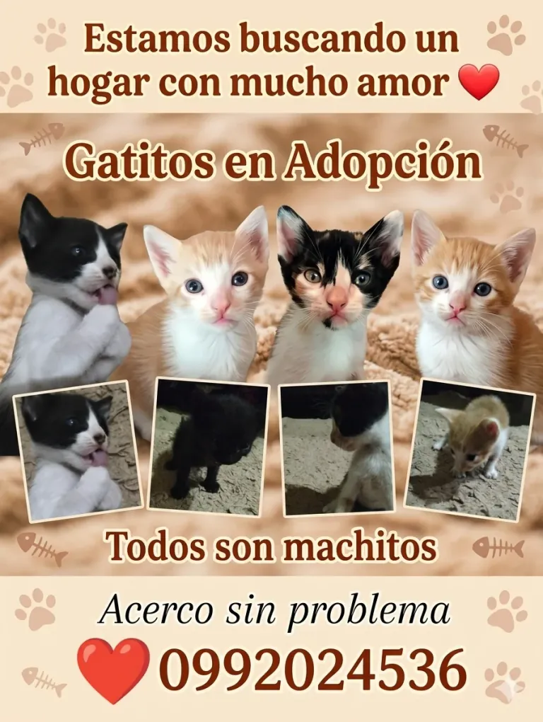 Gatitos en Adopción Responsable