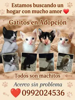 Gatitos en Adopción Responsable